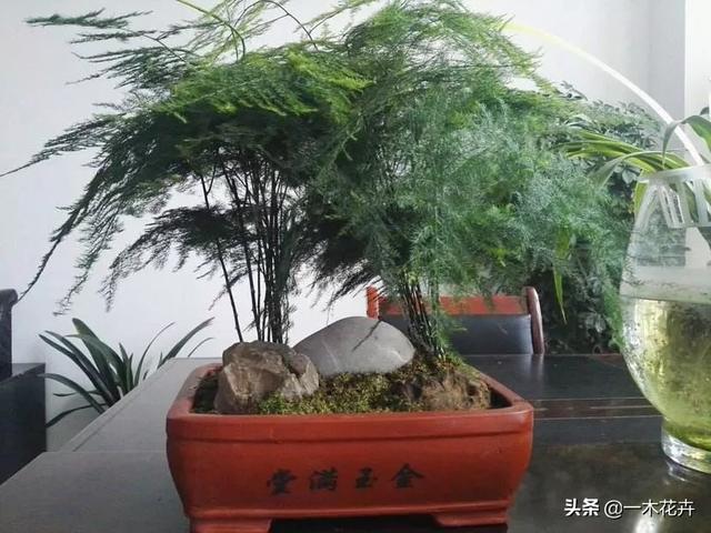 文竹的作用:文竹的作用与功效 文竹怎样养啊它需要阳光吗？