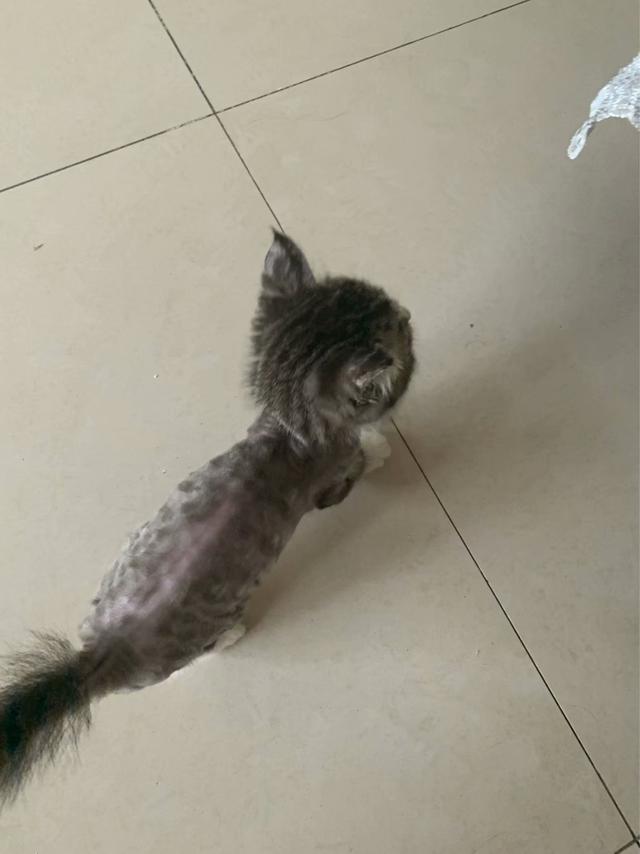 孩子和猫咪的图片大全:猫能让孩子变乖，变的爱学习，猫的魅力真的有这么大吗？