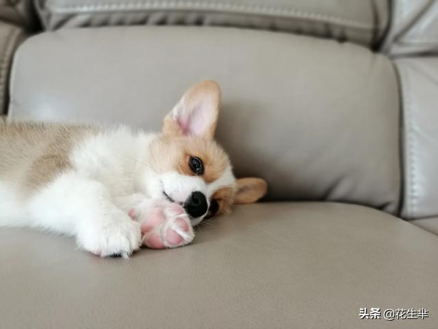 两个月大古牧吃什么狗粮好:2个月的拉布拉多幼犬吃什么狗粮比较好？