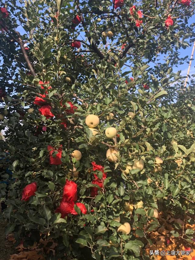 做梦梦到用铁锹翻土,果园翻土很重要，需要去怎样翻土？