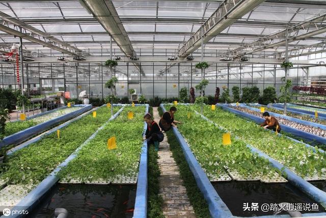 梭鱼草种植:自己家院子里水泥做的鱼池适合养什么绿植？