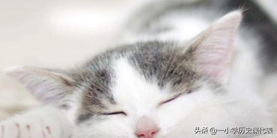 生骨肉猫咪有约论坛:猫咪可以生吃牛肉吗？吃生肉有哪些注意事项？