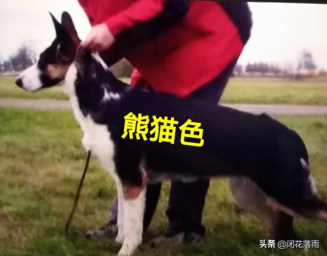 北京德牧俱乐部:我家德牧公母都是纯种，怎么下了两只火红棕背小狗？