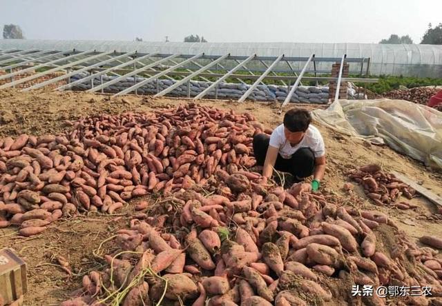 红薯地下虫害怎么办？我种的全生虫，没一条好的，全是苦味？