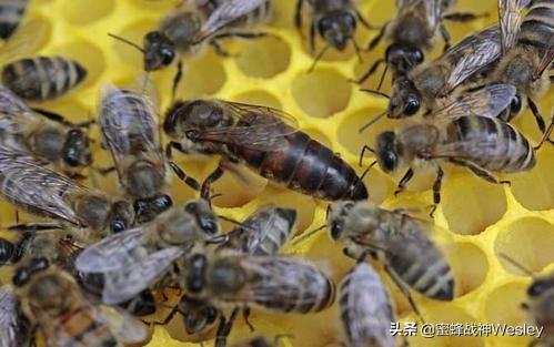 有关蜜蜂的小知识简写，蜂王长啥样和一般蜜蜂有什么区别