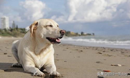 拉布拉多幼犬怎么补钙:给狗补钙的有哪些食物，狗补钙快的食物有哪些呢？