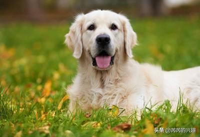 犬冠状病毒和肺炎:新型肺炎来了，还能养狗狗吗？