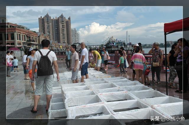 巴西龟为什么不能放生，家养了六只巴西龟，差不多一年多了。该不该放生呢