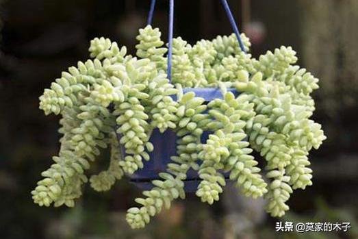 翡翠景天:翡翠景天的花语是什么 有哪些罕见、少见、稀有甚至贵到逆天的多肉？