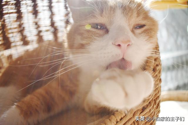 猫咪不乖 h:家养的猫咪突然不用猫砂盆了，到处乱便便，怎么回事，怎么办？ 猫咪不乖会不会做肉汤