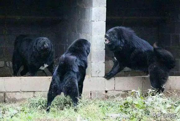 男子喜欢法国獒犬:世界上有哪些宠物猛犬即使藏獒看到也会俯首称臣？为何？