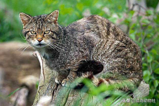 母猫会养小猫吗:为什么小猫长大后，母猫就会讨厌小猫呢？