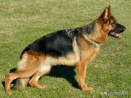 德国边境牧羊犬的性格:边境牧羊犬的习性是什么,爱吃什么？