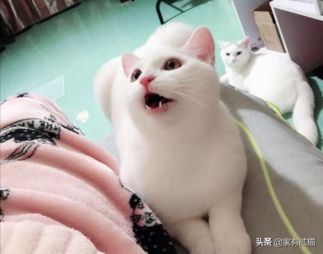 绝育猫咪踩奶是什么意思:猫咪绝育了踩奶怎么回事 胖猫不停的踩奶是什么情况？
