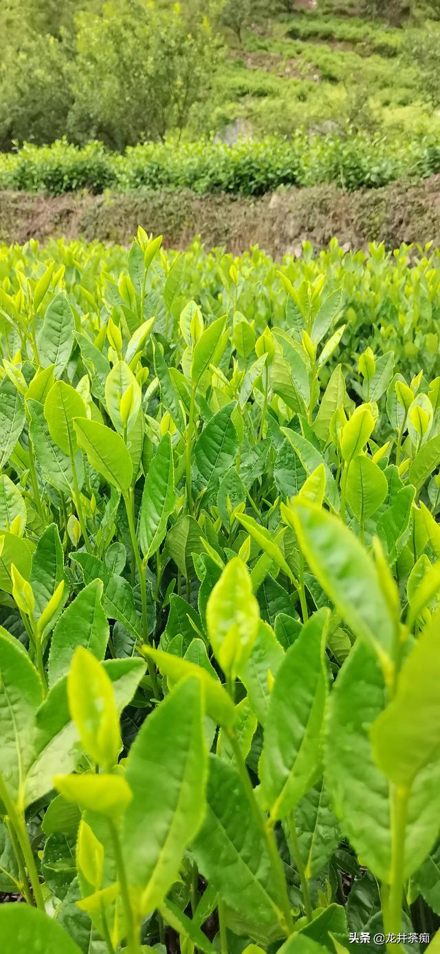 适合煮着喝的茶叶有哪几种,哪些茶才适合煮，你知道吗？