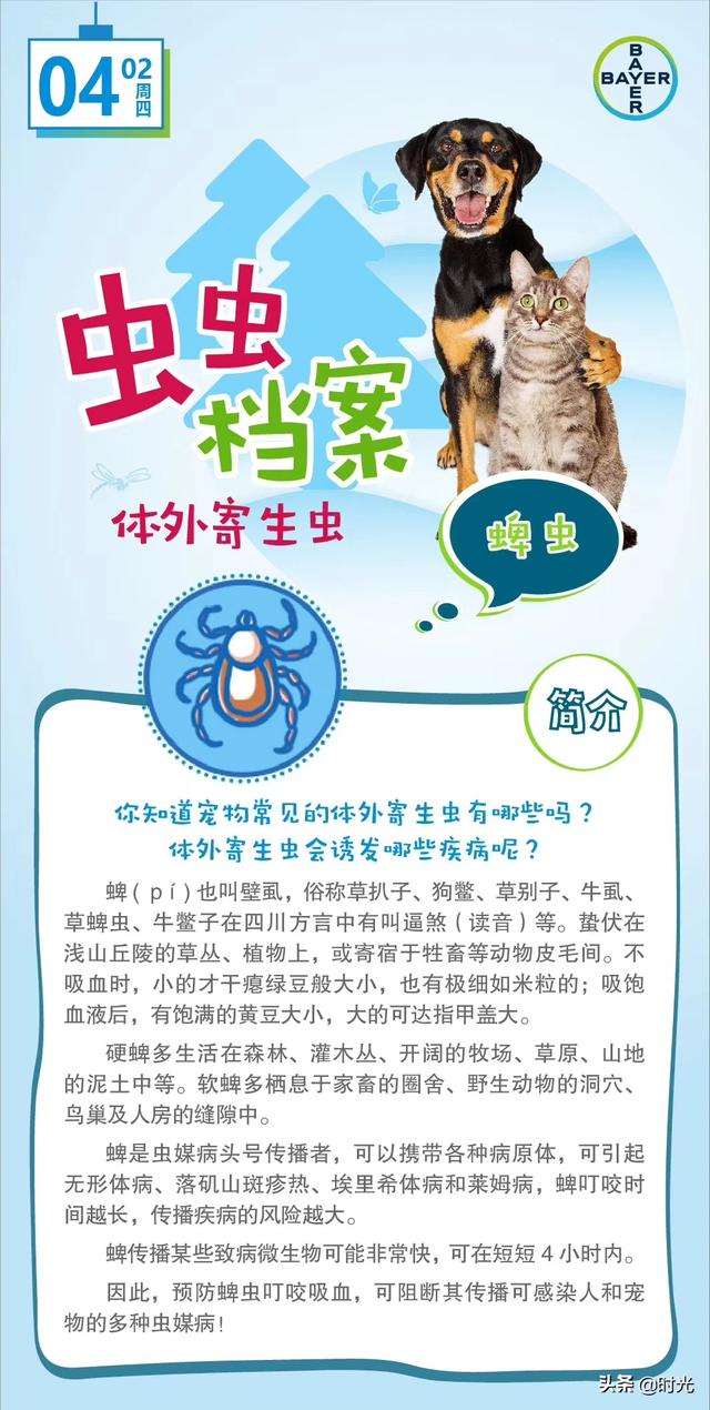 狗狗被蜱虫咬后会“致死”,蜱虫有什么危害？