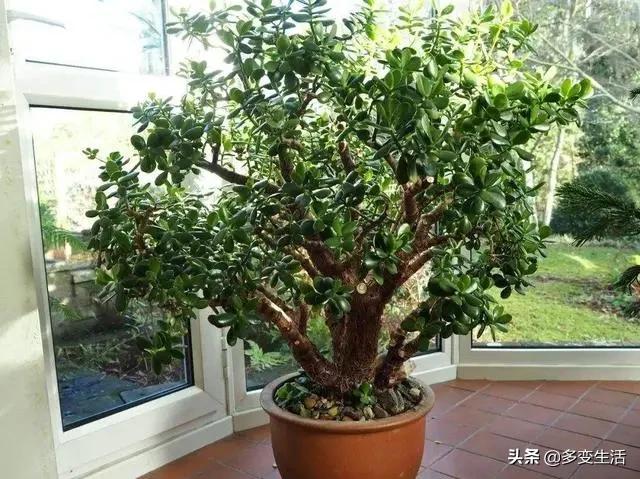 玉树养成盆景的几个技巧，为什么有人养在室内就容易挂掉呢？插图62