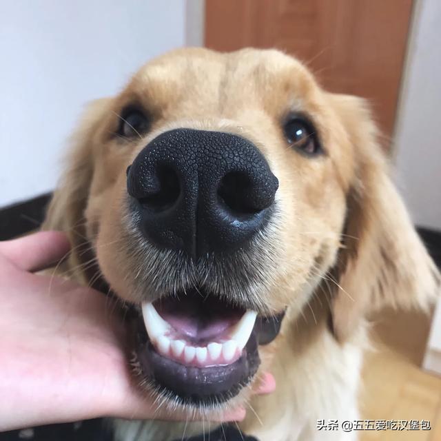 贝生吉犬是种好奇心很旺盛的狗:什么狗狗比较会撒娇？跟体型有关系吗？