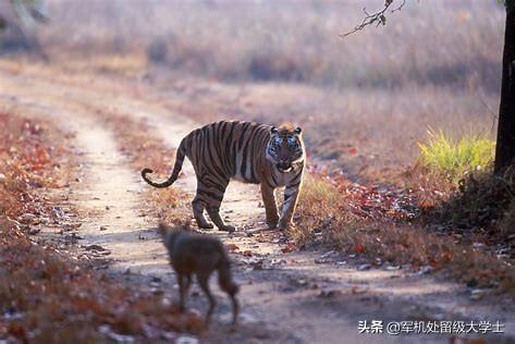 有野性藏獒和狼谁厉害:一只老虎厉害还是二头狼厉害？