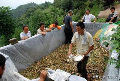 中华石龙子吃什么饲料:中华花龟吃什么，怎样饲养？