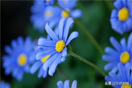 雏菊图片:求所有小花仙精灵王的图片？