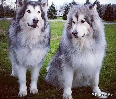 阿拉斯加雪橇犬好养吗为啥:为什么感觉养阿拉斯加犬的人越来越少了？