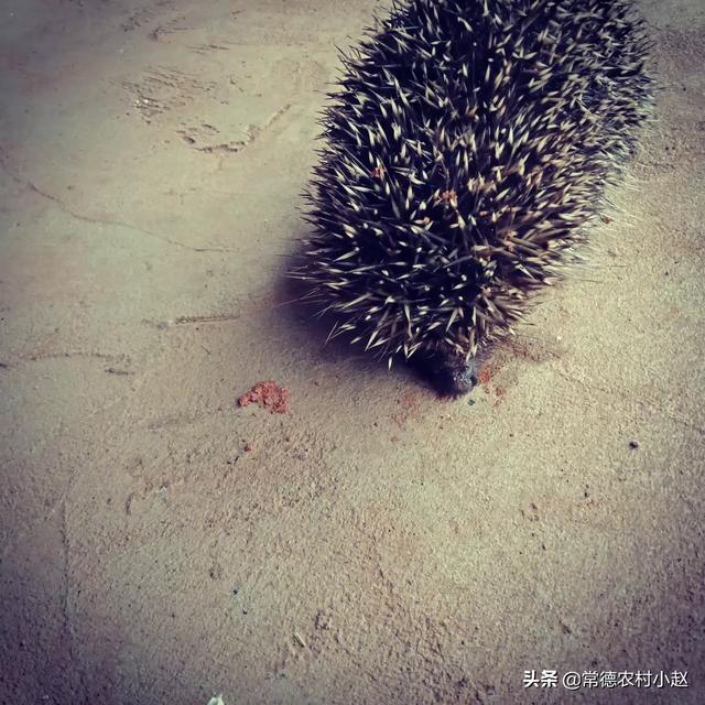野生刺猬的生活习性:刺猬的特征和生活习性是什么？ 野生刺猬的习性