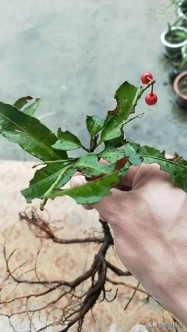 徐长卿,牡丹藤,山钩子,白毛夏枯草,黄牛尾,夏天无,黄精等药材讲究道地