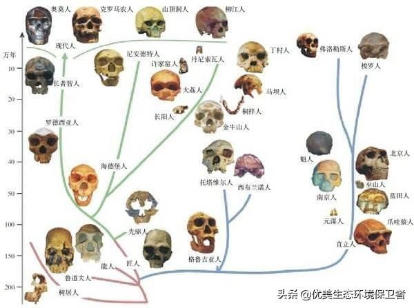 狗的品种及图片:为什么其他动物都有不同种类，而人类只有一种？ 狗的品种图片大全大图