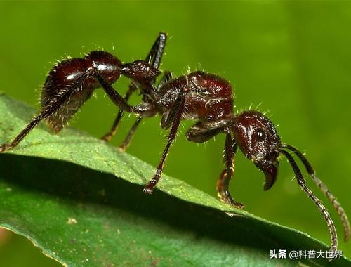 食人蚂蚁怕什么:红火蚁、食人蚁、行军蚁，蚂蚁王国里谁最厉害？