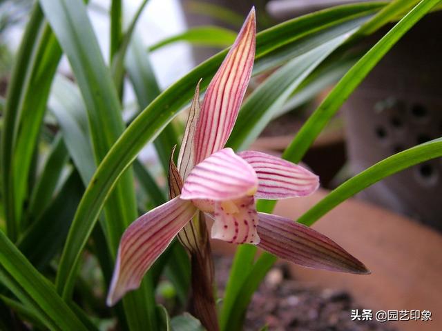 无土栽培 蛭石:栽植花卉，土壤很关键，蛭石是其中一种优质基质，如何使用？