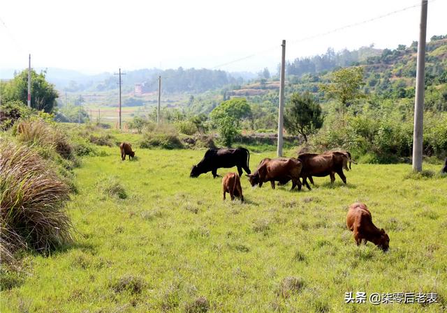 牛得了肝吸虫病症状:牛的鼓眼胀病有什么症状？该怎么办？