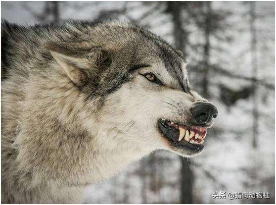 野狗和鬣狗谁厉害，如果北美公灰狼能和非洲母斑鬣狗单挑，谁更狠