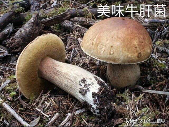 如何辨别有毒的蘑菇，野外如何鉴别可食用的蘑菇