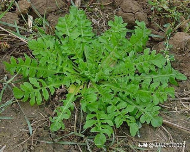 农村什么野菜吃了好？