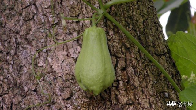 佛手瓜发芽了还能吃吗，佛手瓜很高产，种植的人不多，吃的人更少是吗为什么