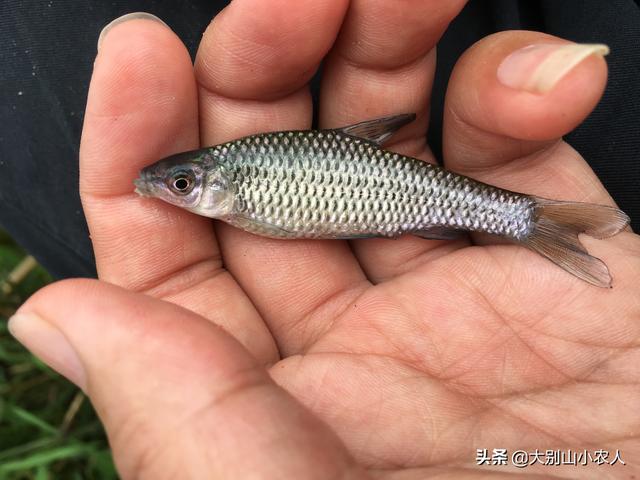 雷达鱼开口:雷达鱼开口饲料 钓鲫鱼时鲫鱼不开口，有人说与技巧和饵料有关，这是真的吗？