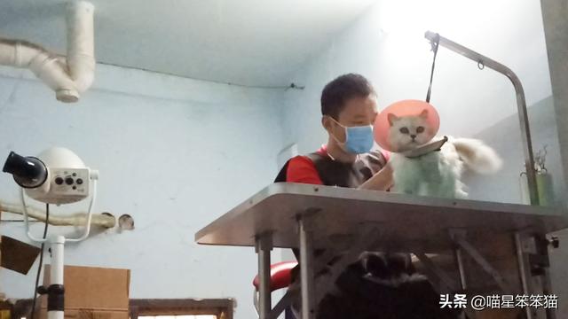 安德鲁貂的体温:如何调整种貂配种的体况？ 安德鲁貂的体温是多少