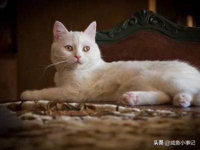 猫咪尿频:猫咪尿频吃什么药 猫咪会因为不开心尿频吗？猫咪尿频是什么原因？