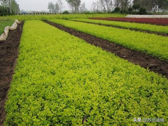 金叶女贞图片叶子:小叶女贞盆栽有的小芽为什么干死？