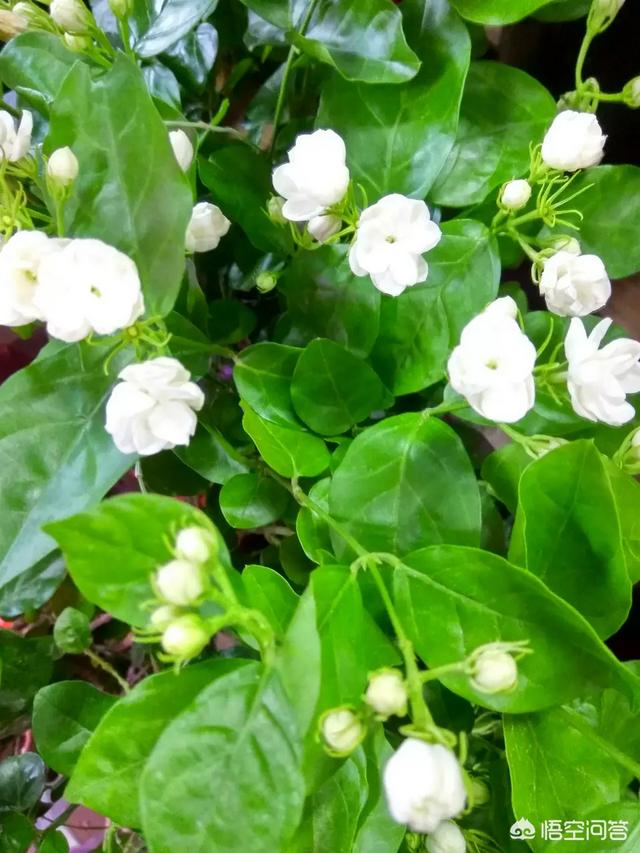 头条问答 香樟盆栽可以用骨粉做肥料吗 什么花适合用骨粉 茉莉花能用 栀子花能用吗 7个回答