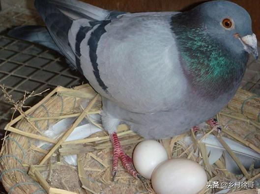 鸽子出现鹰钩嘴怎么办，今天飞来一只鸽子，嘴巴烂了，该怎么救它