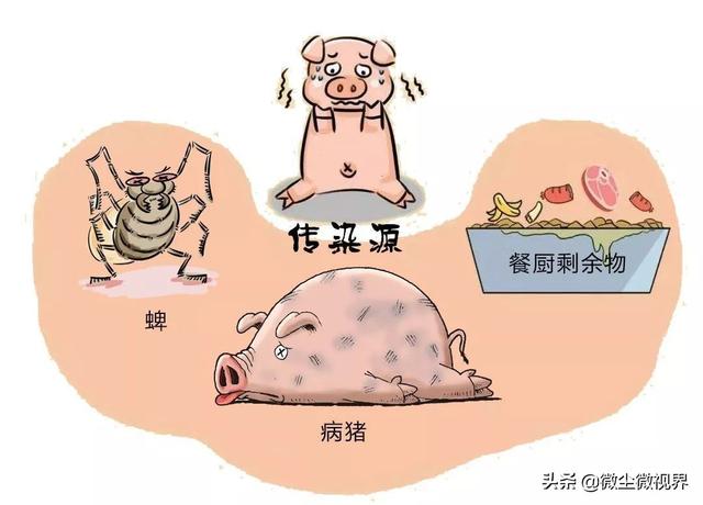 哈尔滨华隆狐狸饲料:国家新规，现在鼓励养猪，明年猪价是否会大跌呢？