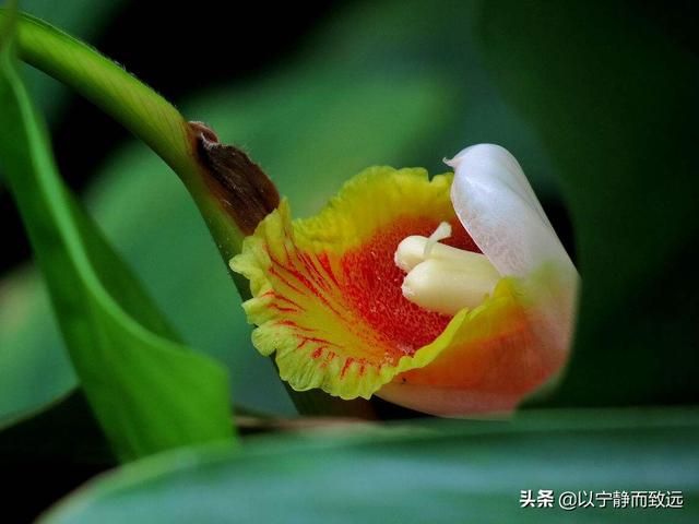 豆蔻街(“豆蔻”有何含义？女子13岁为何称“豆蔻年华”？