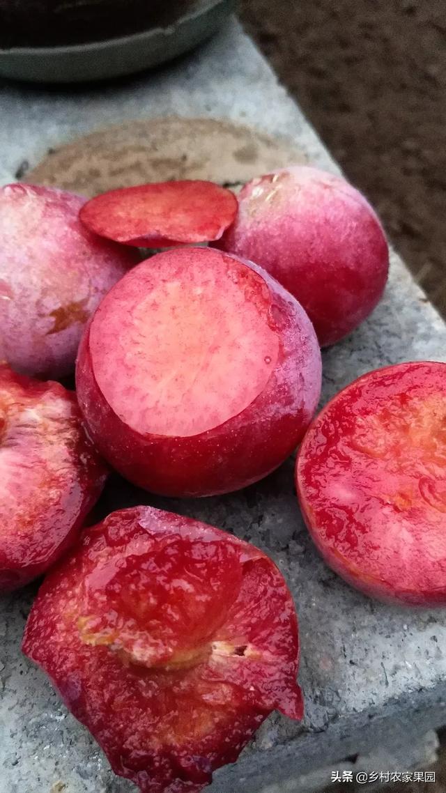 头条问答 - 红香妃李子是红肉杏李吗?比恐龙蛋好吗?(2个回答)