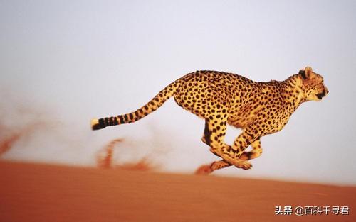 豹猫咪品种大全及图片:我国野生的豹猫还多吗？为什么？