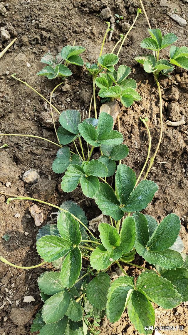 草莓长出长条藤来了是怎么回事