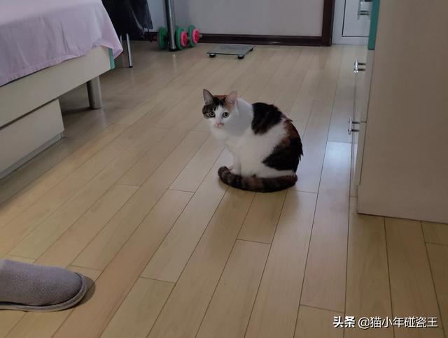 你什么时候被猫的智商震惊了？插图41