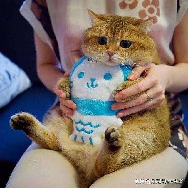 猫的品种及图片:想咨询图片里的是什么品种的猫咪？ 各种猫图片大全