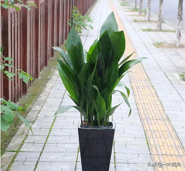 一叶兰l小盆怎样换大盆:一叶兰开花了可以分盆吗？怎么做？